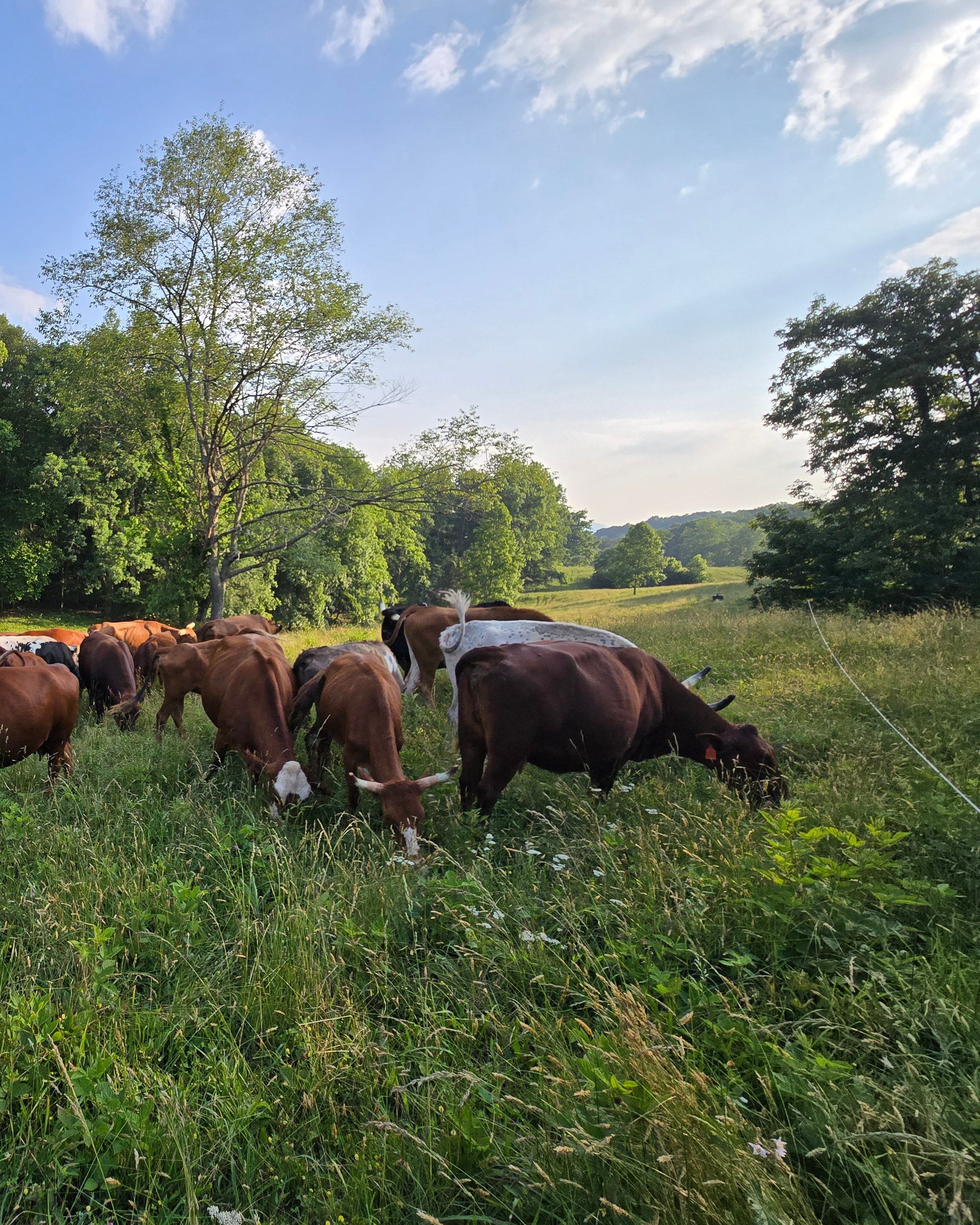 Comar Farm About Us – Ararat Farm